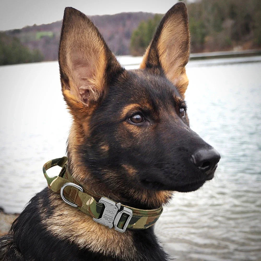 Tactical Dog Leash and Collar